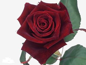 ROSE BLACK BACCARA Holl. 60